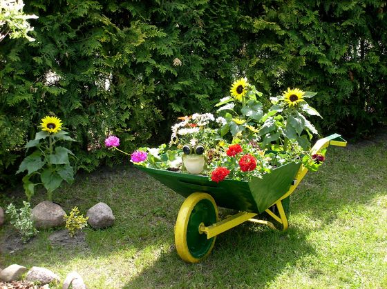 Taczka po odmalowaniu stanowi główną część atrakcji w moim ogródku. We wnętrzu taczki możemy zobaczyć ozdobną żabkę, która wyróżnia się na tle barwnych kwiatów.