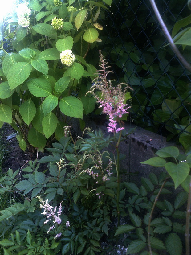 Tawułka z hortensją bardzo się kochają :)