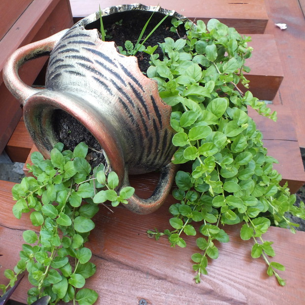 Trojeść rozesłana