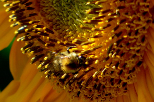 Trzmiel głodomor ;)