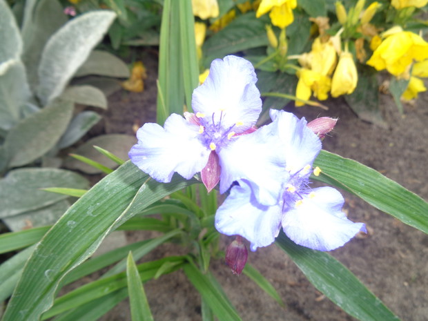 Trzykrotka wirginijska .