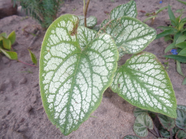 Tu liście brunnery .