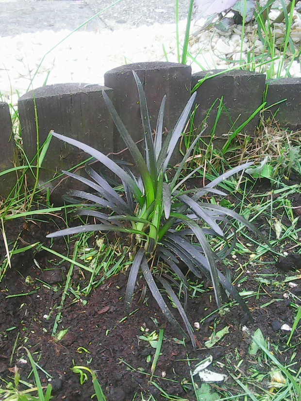 Unikatowa czarna trawa