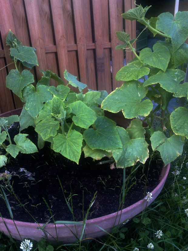 W donicach hoduję również : ogórki , pietruszkę i marchewkę :)