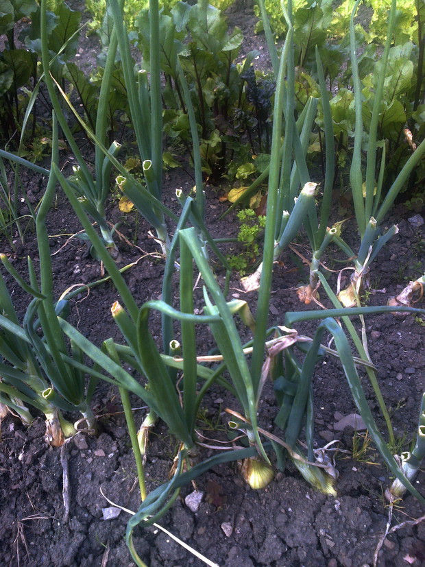 W mini warzywniku rośnie : cebulka , buraczki, seler, por , pomidorki 