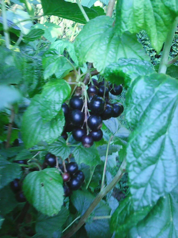 W moim maliniaku hoduję też : porzeczki ( białe, czerwone i czarne - one są najpiękniejsze każdego lata ) , agrest.