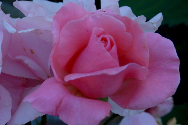 W rozowym jej ładnie :)