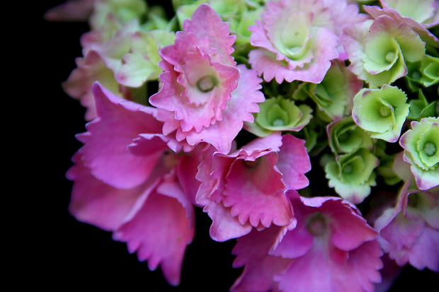 w rózowym kolorku - moje hortensje :) 