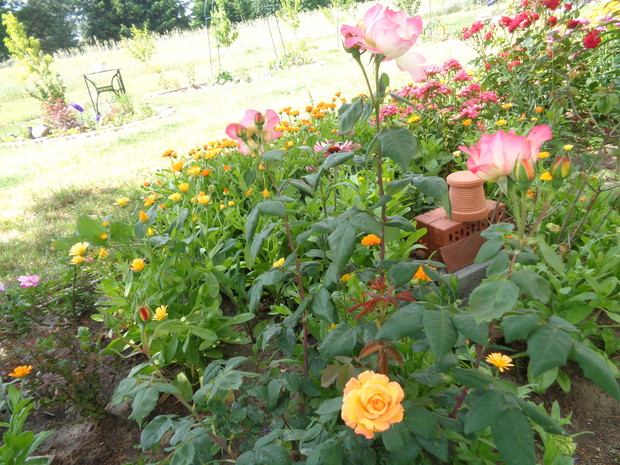 W towarzystwie hotelu dla owadów.