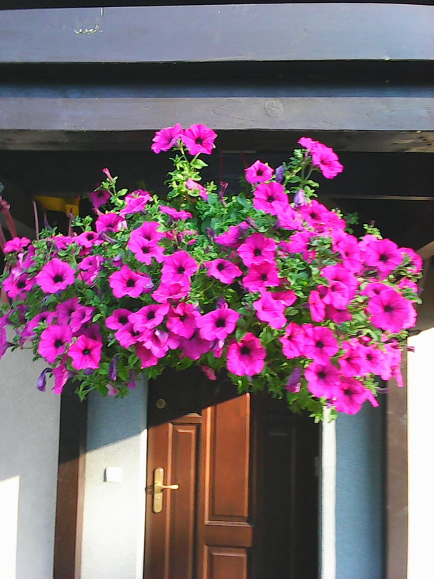 Wejście do mojego domu.