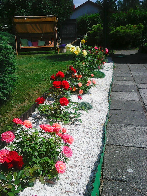 Widok na małe rosarium