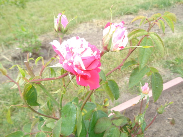 Wielkokwiatowa biało - różowa róża.