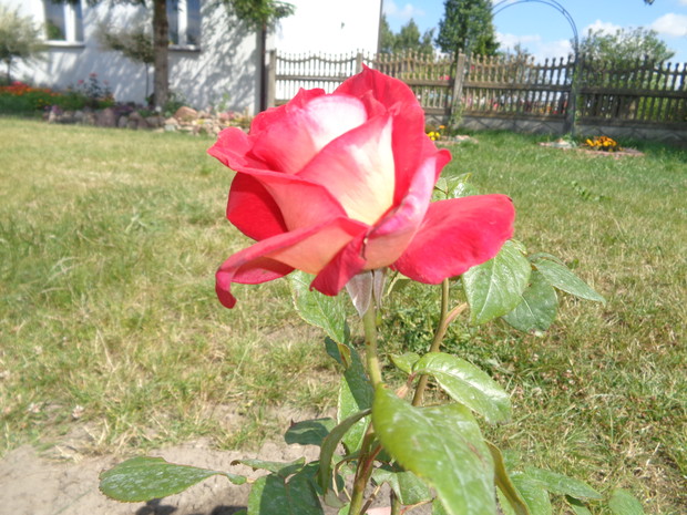 Wielkokwiatowa czerwono - biała.