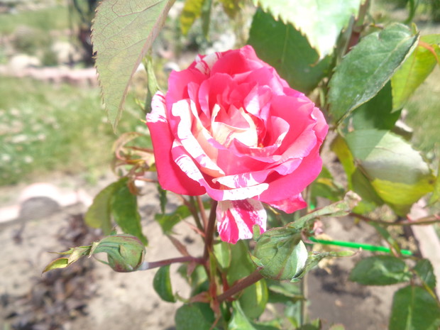 Wielkokwiatowa kolorowa.