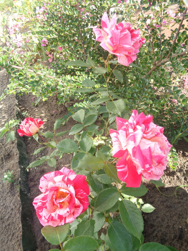 Wielkokwiatowa kremowo-czerwona.