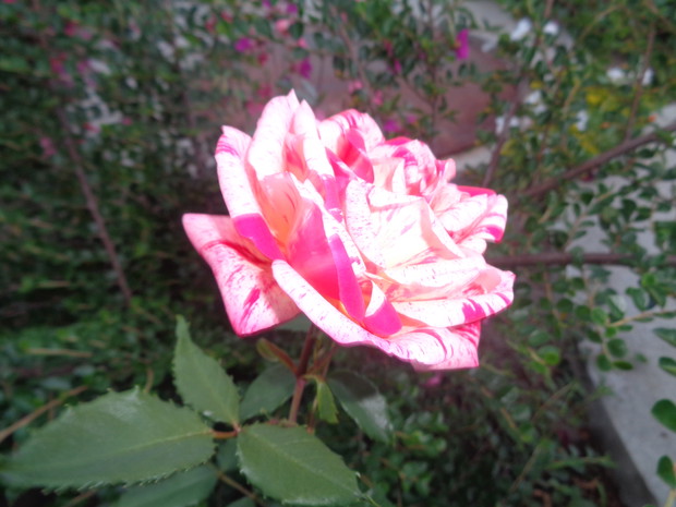 Wielkokwiatowa różowo-biała.