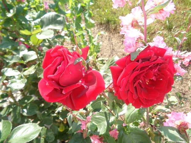 Wielkokwiatowe w połączeniu z kwiatami jednorocznymi.