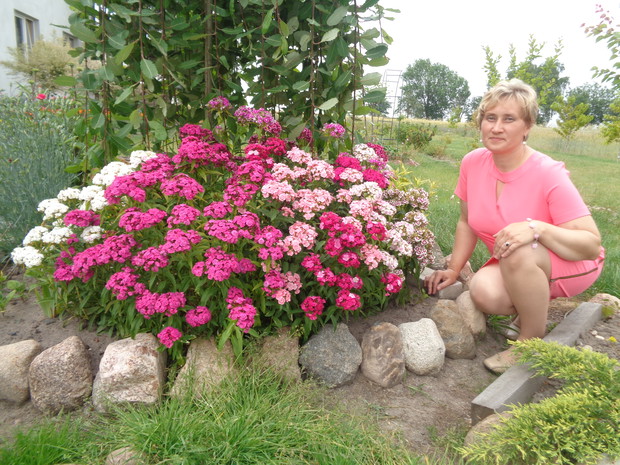 Wielobarwne goździki brodate.