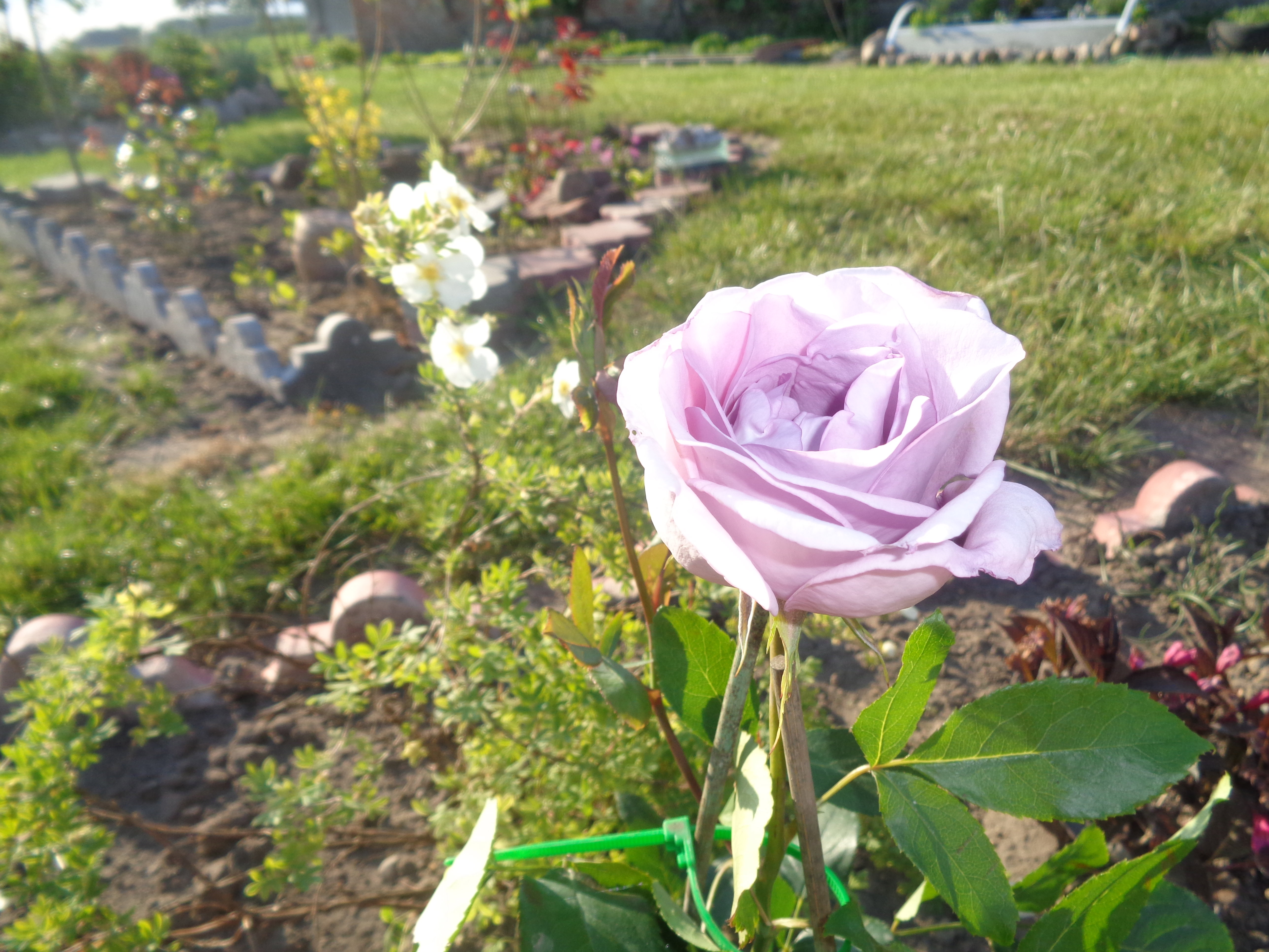 Wrzosowa zakwitła najpierwsza. 