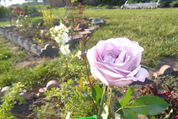 Wrzosowa zakwitła najpierwsza.