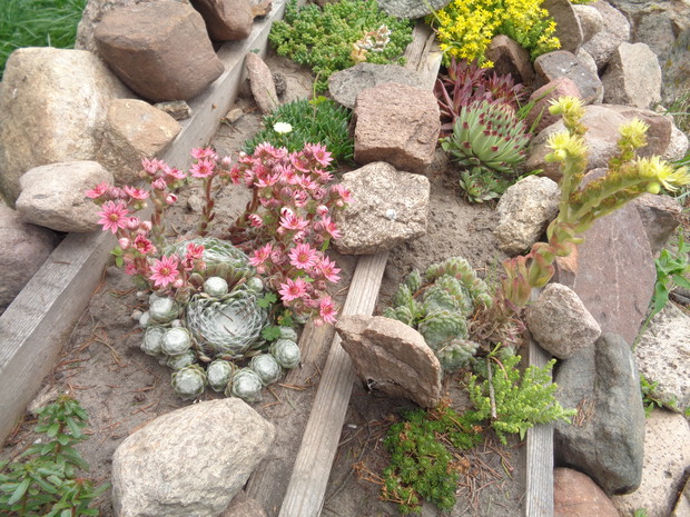 wspaniałe rojniki i rozchodniki