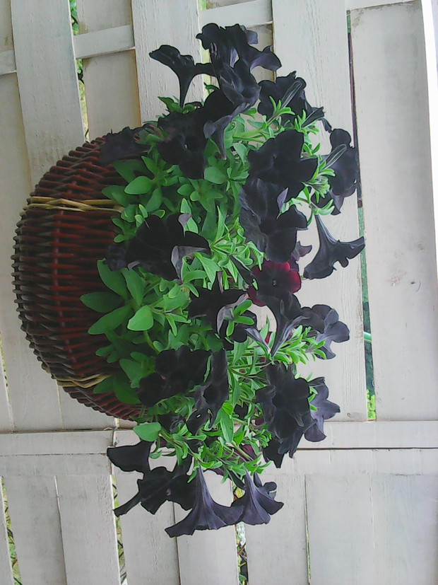 Wyjątkowe czarne surfinie.