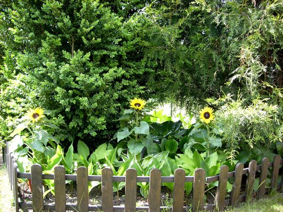 Z drugiej strony ogrodu znajduje się mała rabatka ze słonecznikami i innymi kwiatami.