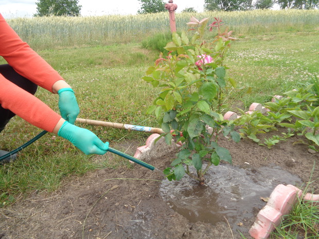 Z rana je podlewam .