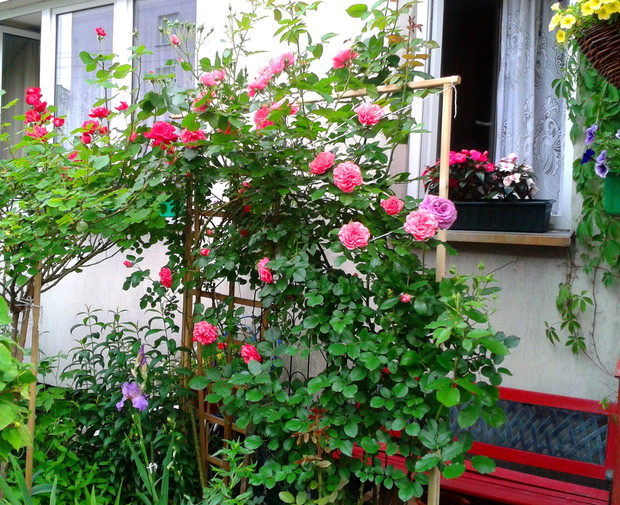 Zakątek z ławeczką i różami