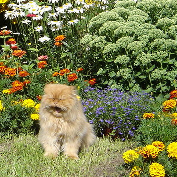 Znudzony Boni przed poobiednią drzemką