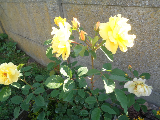 Żółta róża pnąca.