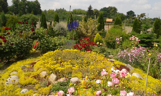 Żółty wulkan rozchodników