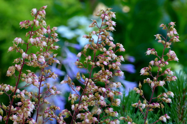 Zurawki moje ulubione :)