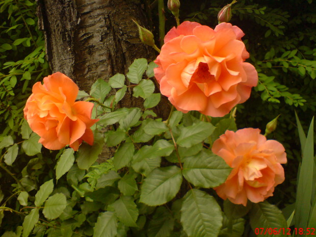 17 pnąca róża pomarańczowa