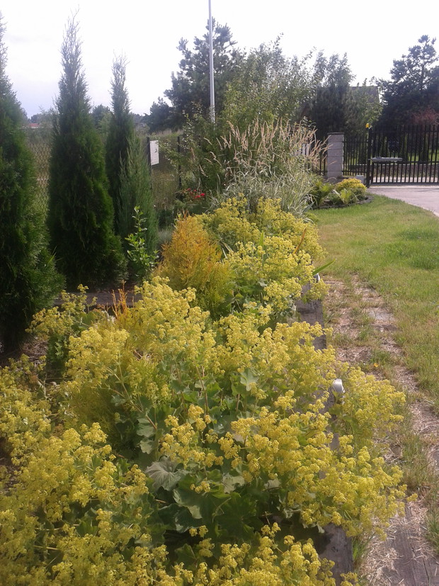 A kto powiedział, że w ogrodzie bez akcentów kwiatowych może być nudno? Na tej rabacie przywrotnik ostroklapowy gra pierwsze skrzypce! Lubię tę roślinę i polecam! Szybko się rozrasta i można przesadzać, tworząc kolejne rabaty, tak też i ja robiłam.