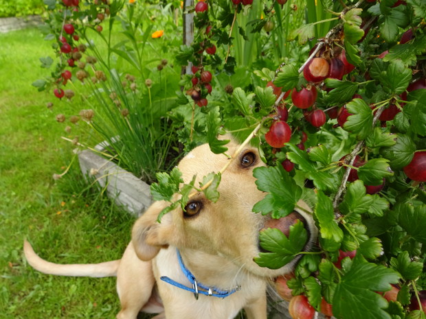 Agrest smakuje nawet Lunie