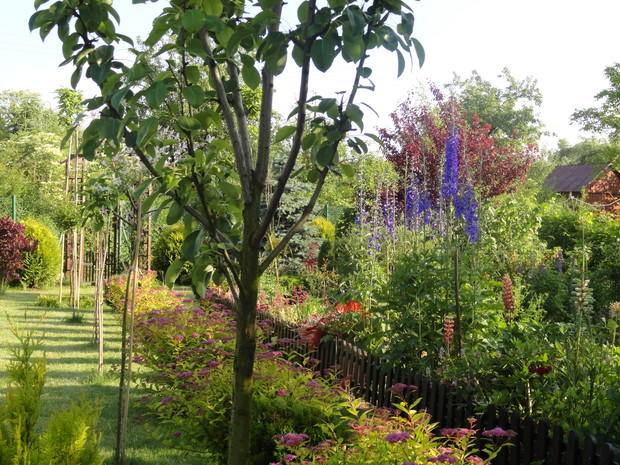 Alejka kwiatowa, ostróżki wyrosły na 2 metry!!!