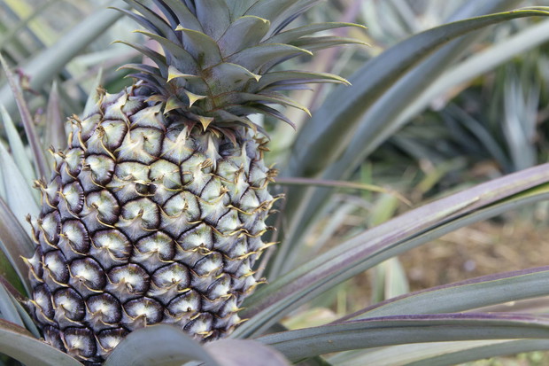 Ananas może okazać się wyzwaniem do wyhodowania, z pewnością jednak jest wart podjęcia trudu (zdj.: Fotolia.com)