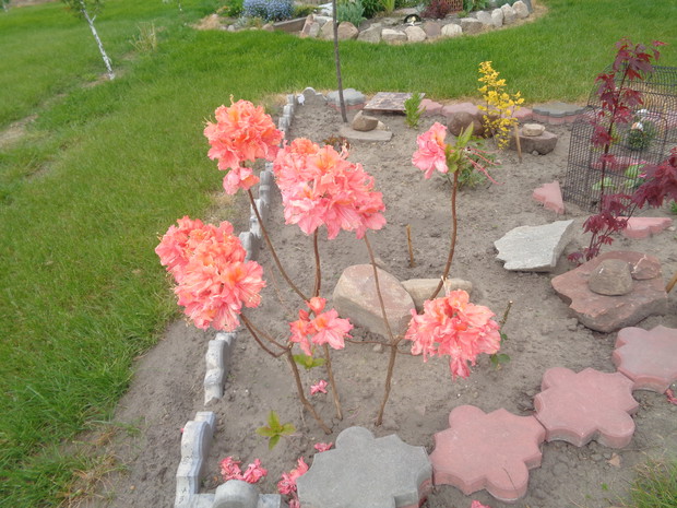 Azalia Sarina wspaniale kwitnie