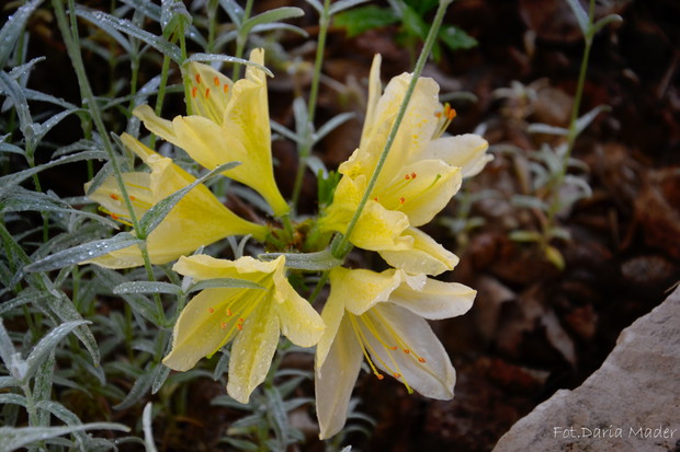 Azalia żółta