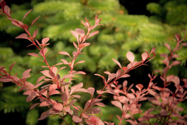 Berberys Thunberga 'Harleqin'