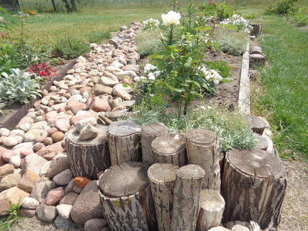 Biała róża wielkokwiatowa . 