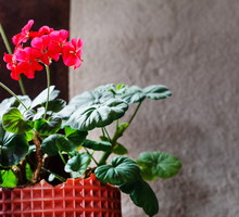 Bodziszek - bardzo popularna roślina doniczkowa, idealnie nadająca się i do wnętrz i do np. tarasów czy balkonów (zdj.: Fotolia.com)