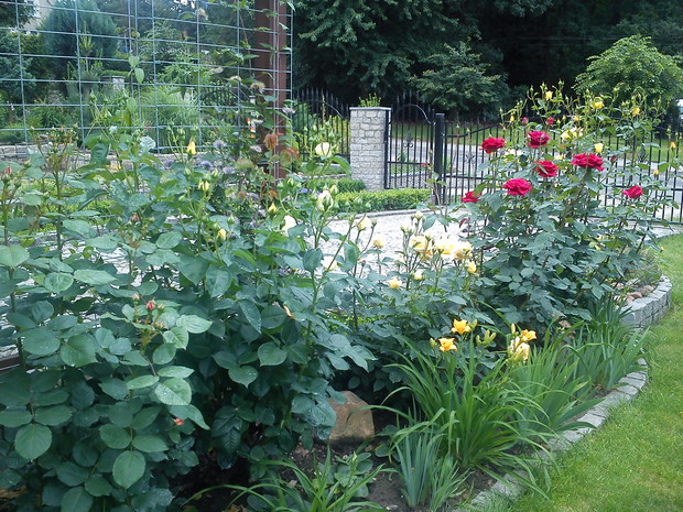 bok wjazdu do garażu z rabatą pięknych róż wielkokwiatowych