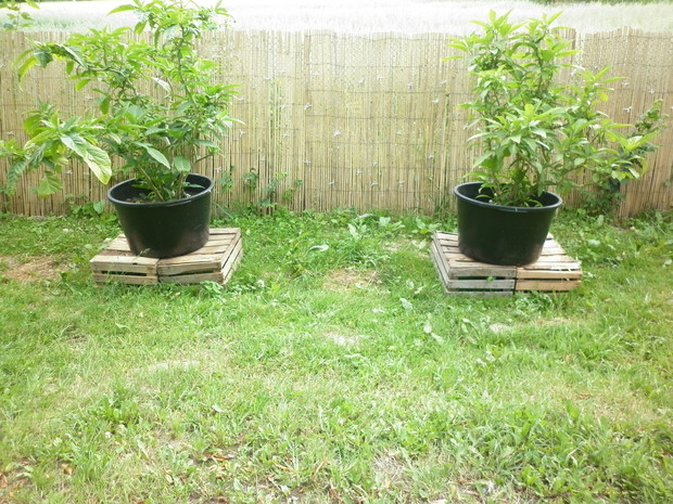 burgmensia różowiasta