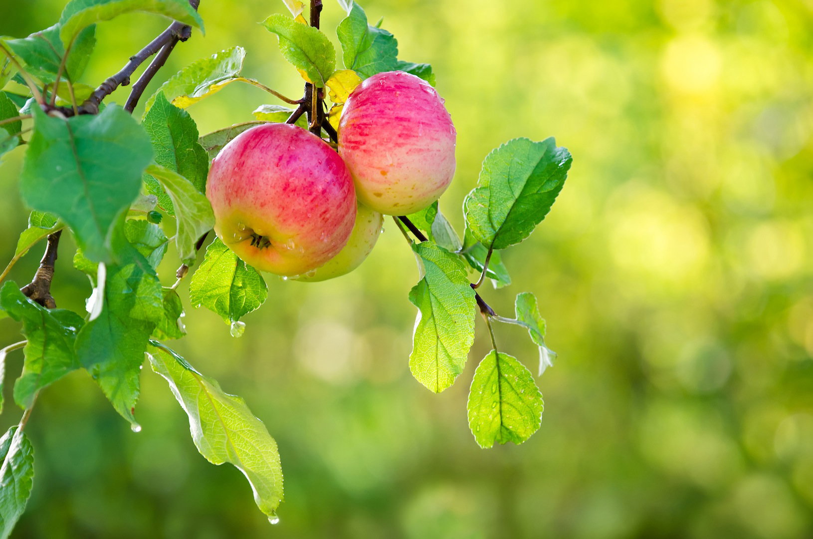 By cieszyć się obfitymi zbiorami jabłek co sezon, należy ostrożnie zrywać owoce (zdj.: Fotolia.com)