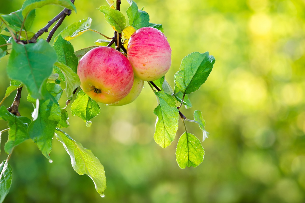 By cieszyć się obfitymi zbiorami jabłek co sezon, należy ostrożnie zrywać owoce (zdj.: Fotolia.com)