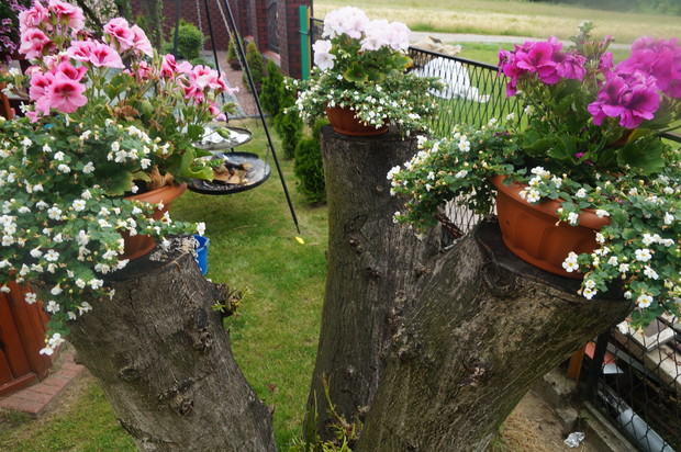 był orzeszek jest kwietniczek