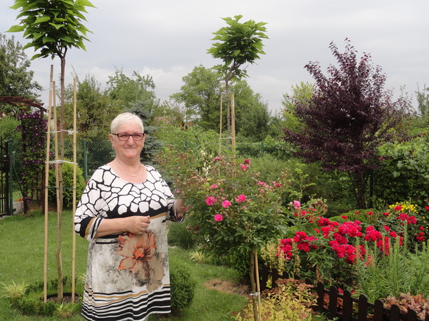 Cała rodzina kocha rośliny, a mama szczególnie. W głębi katalpy posadzone jesienią ubiegłego roku. Wokół nich zrobiłam obwódki z bukszpanu, przeplecione żółtą trawą hakonechloa.