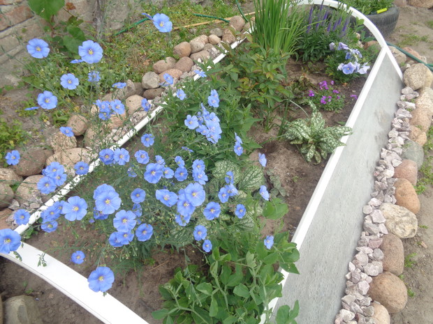 chłodna rabata ustrojona w len , bratki ...